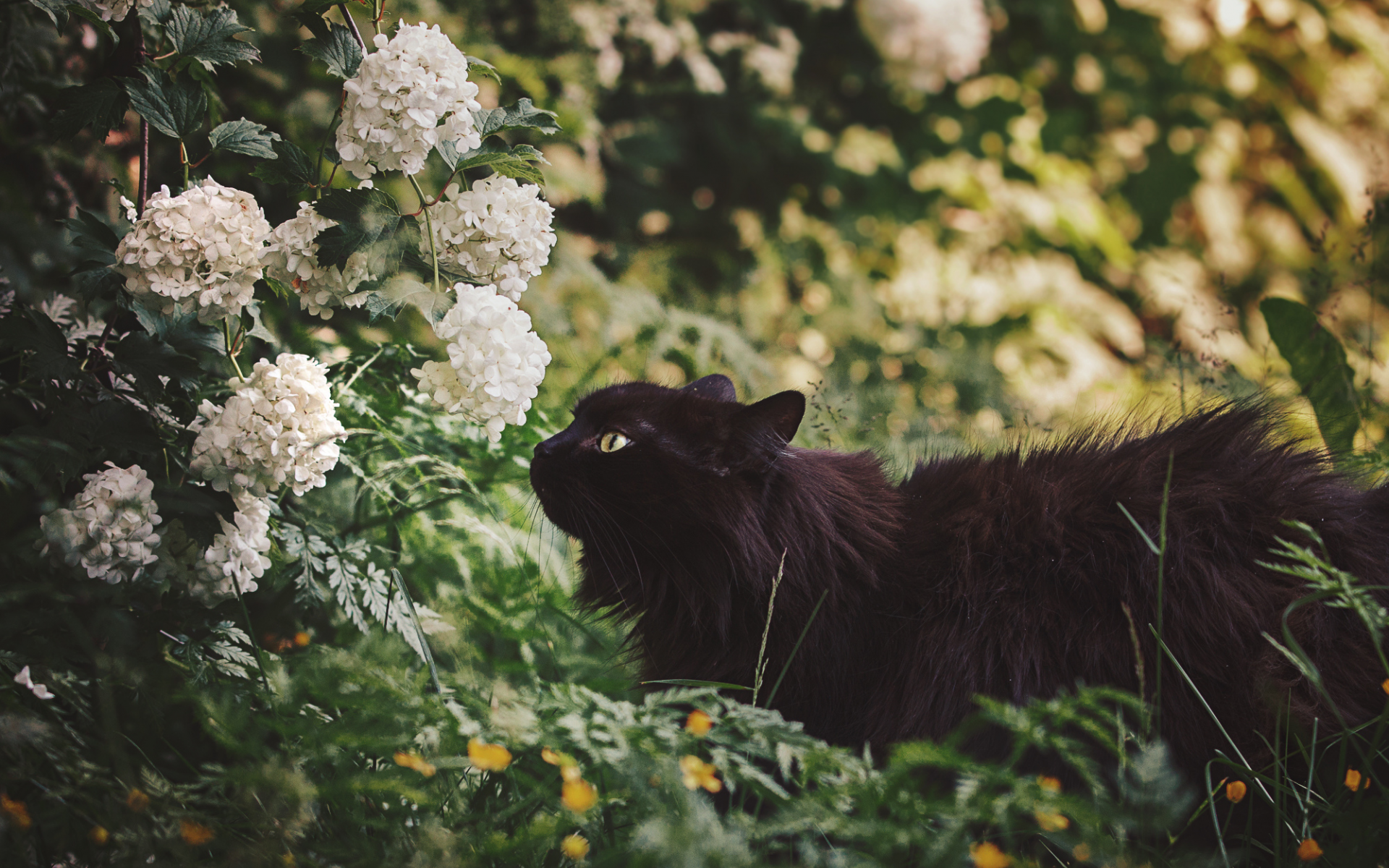 цветы, черная кошка, природа