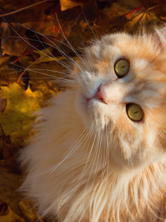 кот, осень, пушистая, мордочка, листья, рыжий кот, взгляд, усы, кошка