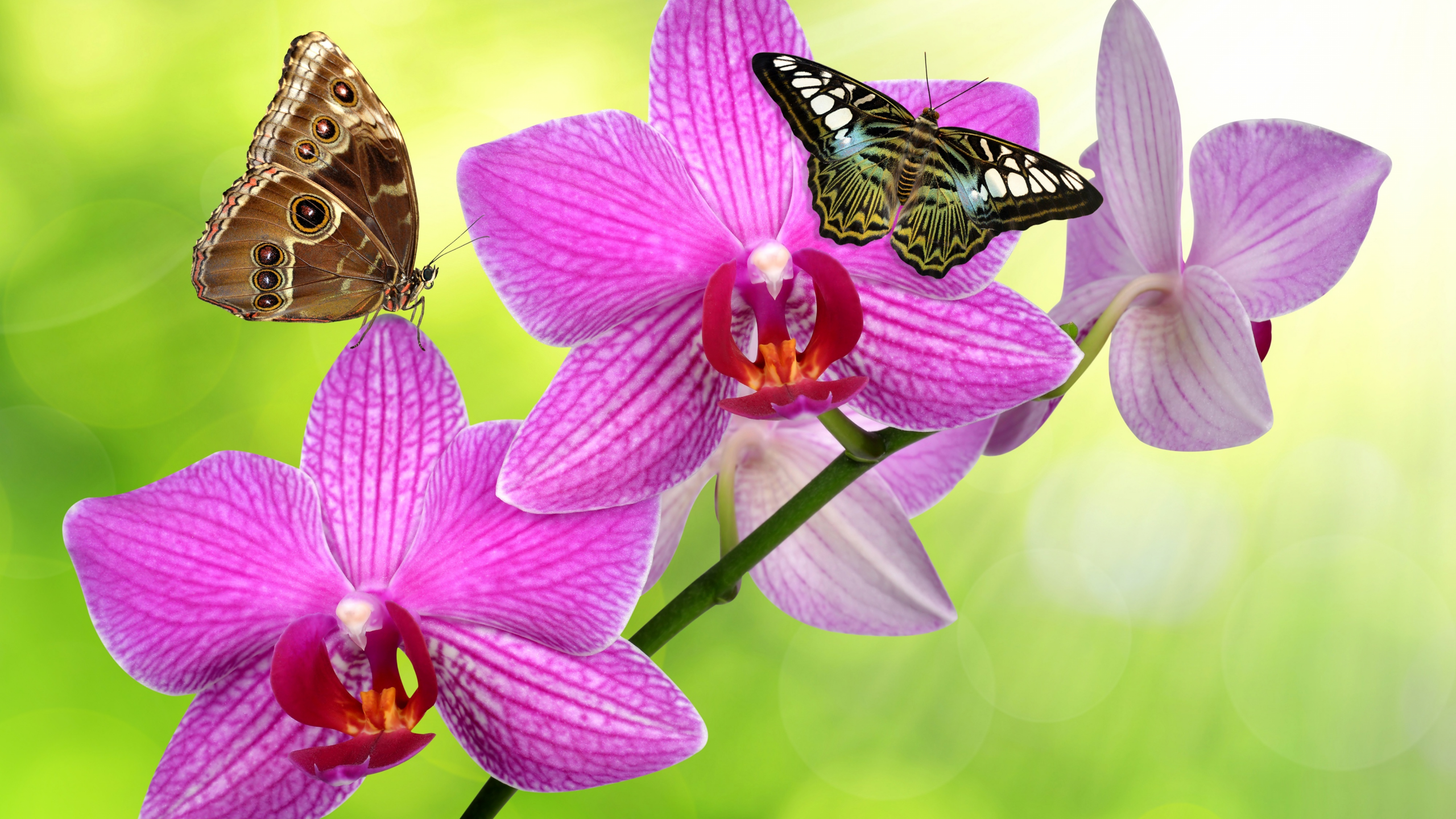 орхидеи, бабачки, блики, стебель, фон, зелень, цветки