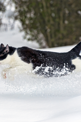кошка, снег, зима, бежит