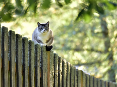 забор, кот