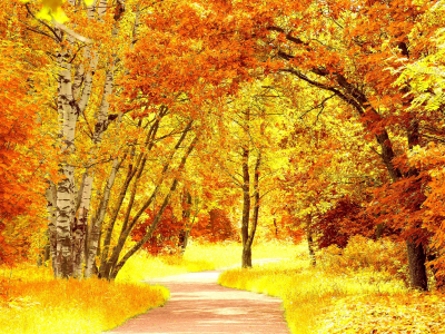 краски осени, дорога, деревья, осень