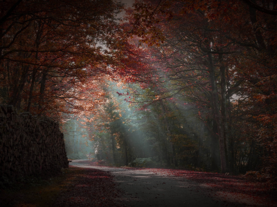 лес, осень, дорога, лучи света