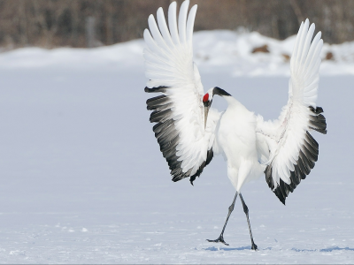 танец, птица, зима, снег, крылья, японский журавль