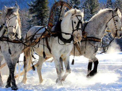 лошади, тройка, зима