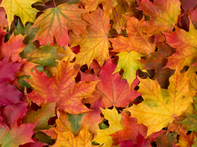 autumn, leaves, осенние листья
