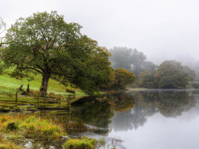 природа, озеро, дерево, туман