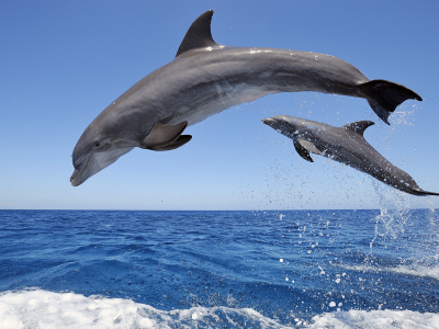 дельфины, брызги