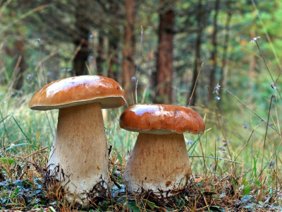 грибы, осень