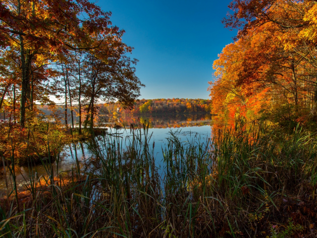 озеро, осень, деревья, красиво