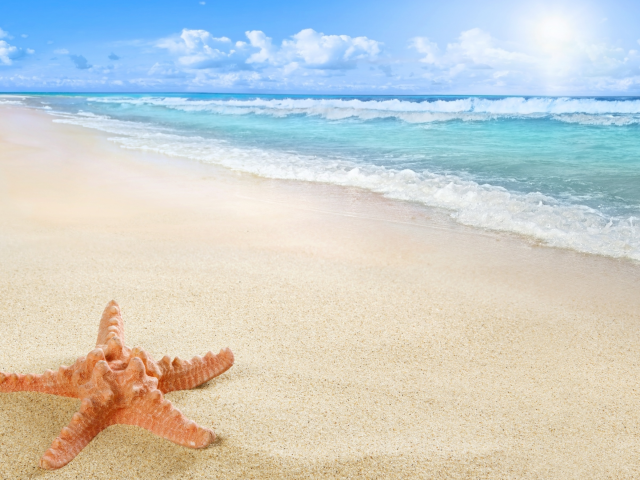 starfish, sea, beach, sand, sun