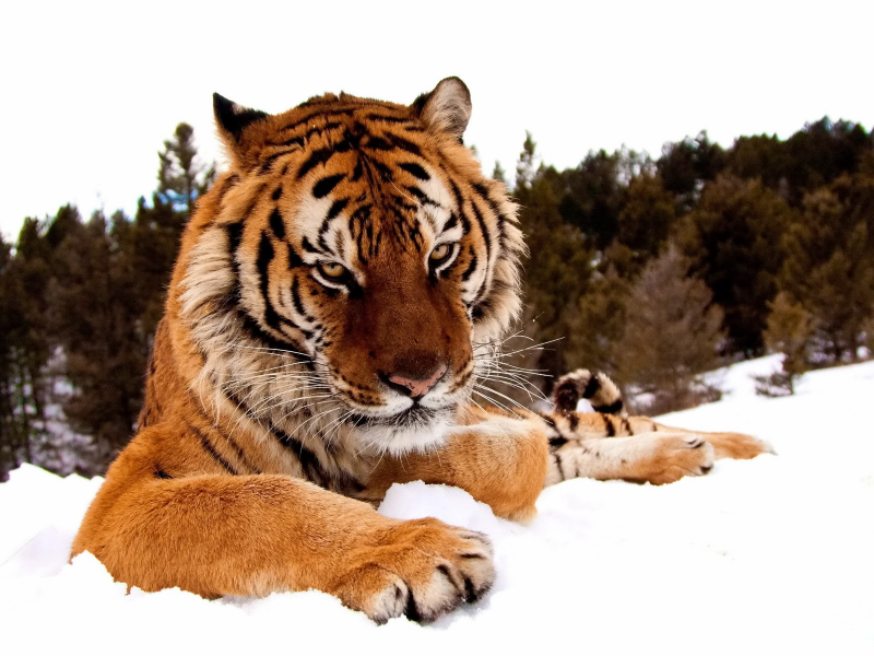 взгляд, лапы, снег, зима, морда, тигр, серьёзный, лес