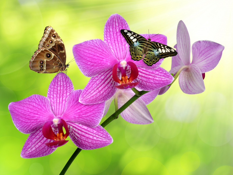орхидеи, бабачки, блики, стебель, фон, зелень, цветки