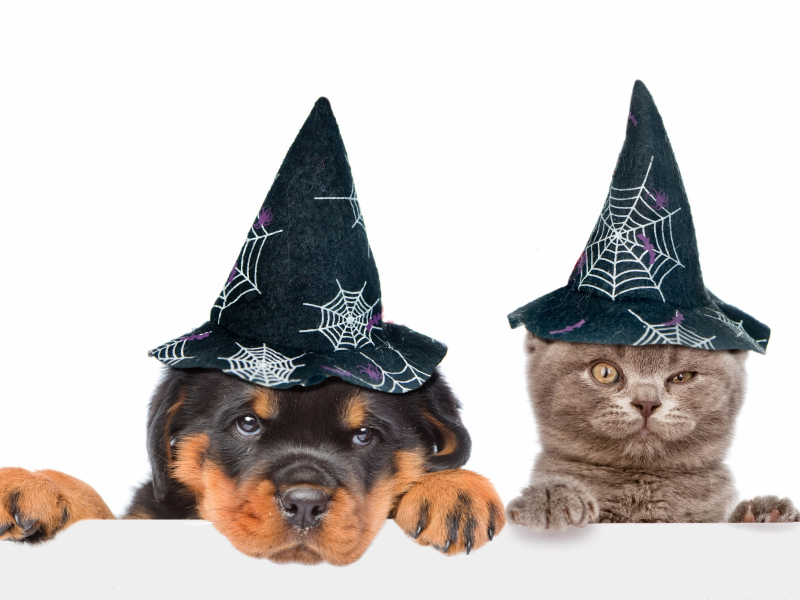 шляпы, колпаки, хеллоуин, белый фон, собака, кошка