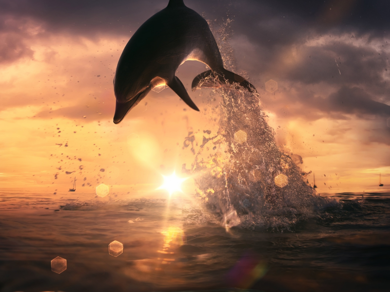 закат, прыжок, дельфин
