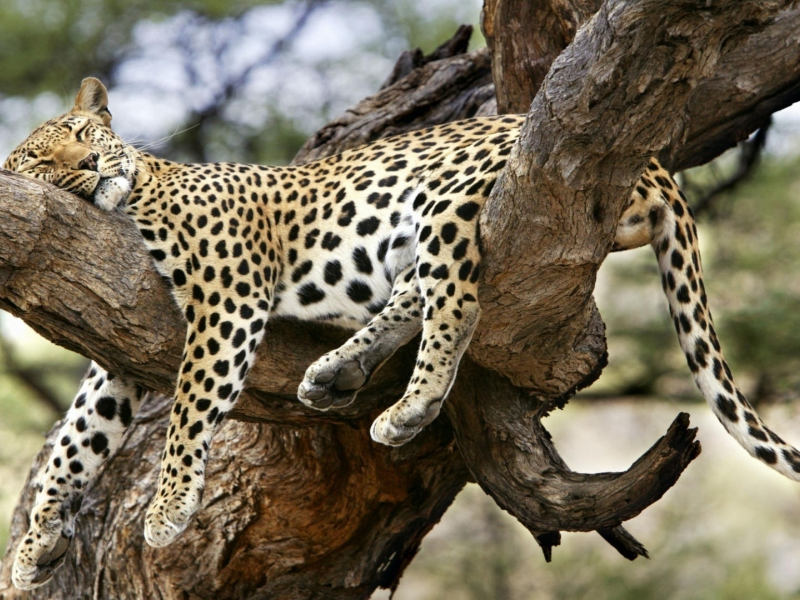 леопард, спит