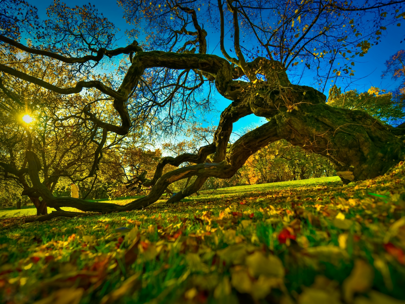 осень, старое дерево, краски осени, орвегия, ботанический сад