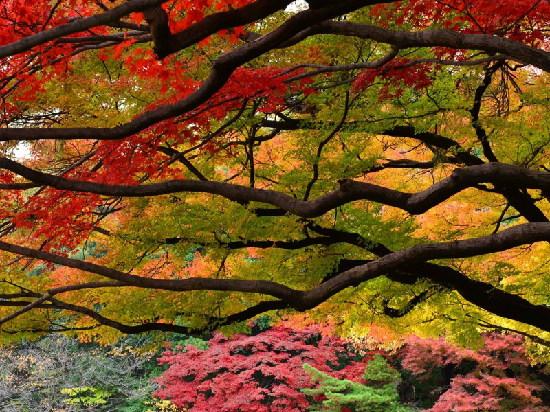 осень, багрянец, листья, деревья, сад, парк