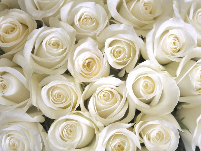 white, roses, розы белые