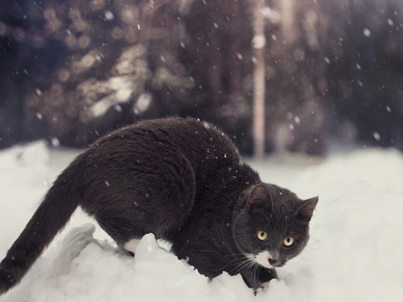 зима, снег, кот