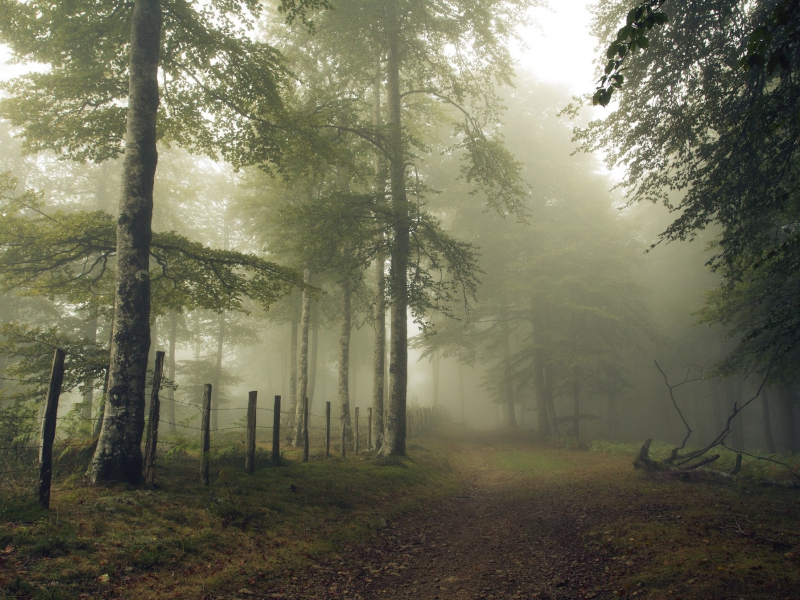 лес, туман, дорожка