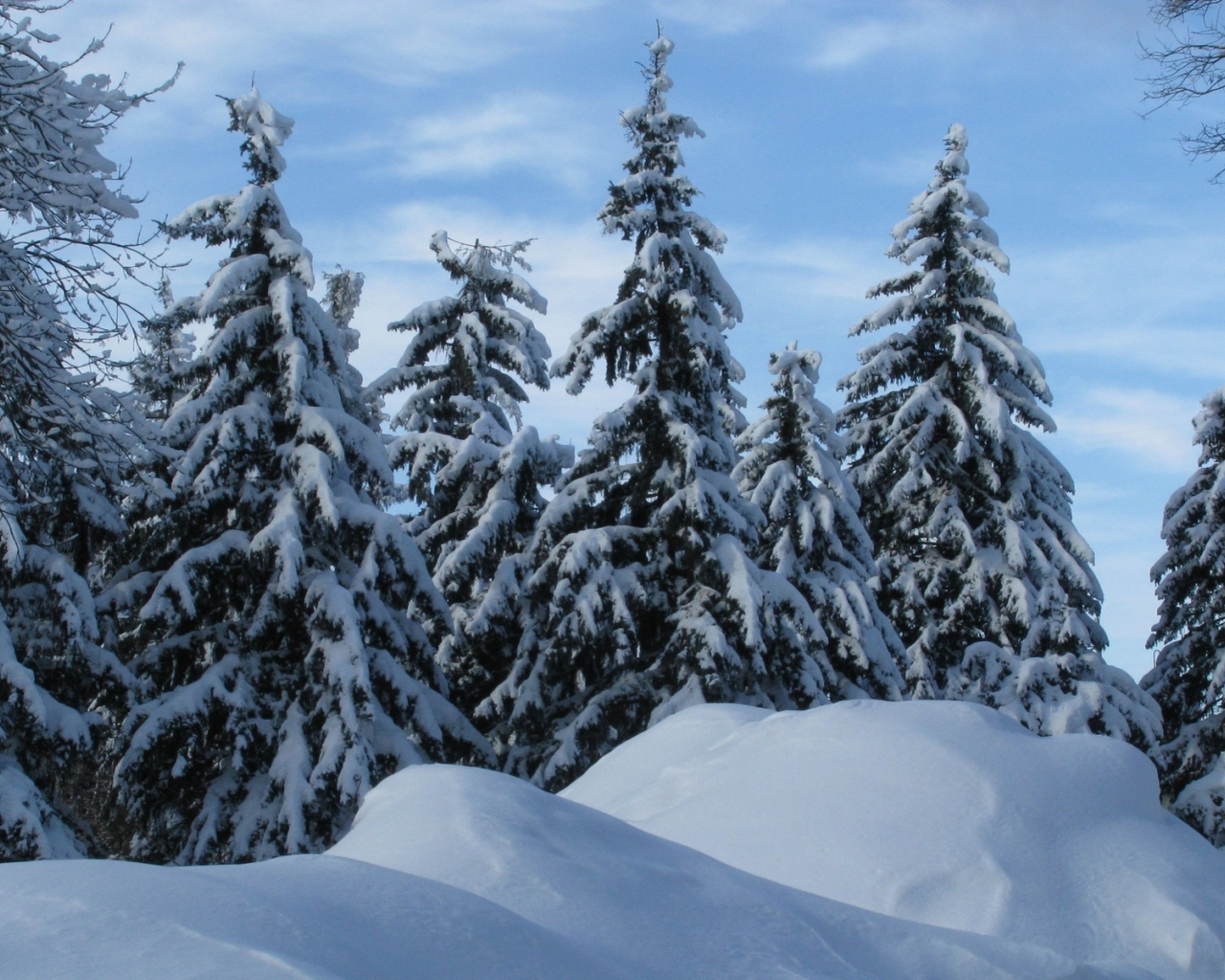 зима, елки, снег, сугробы, чистый воздух