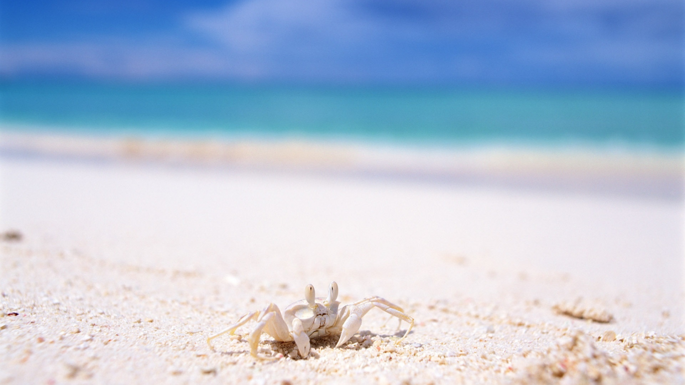 краб, пляж, песок