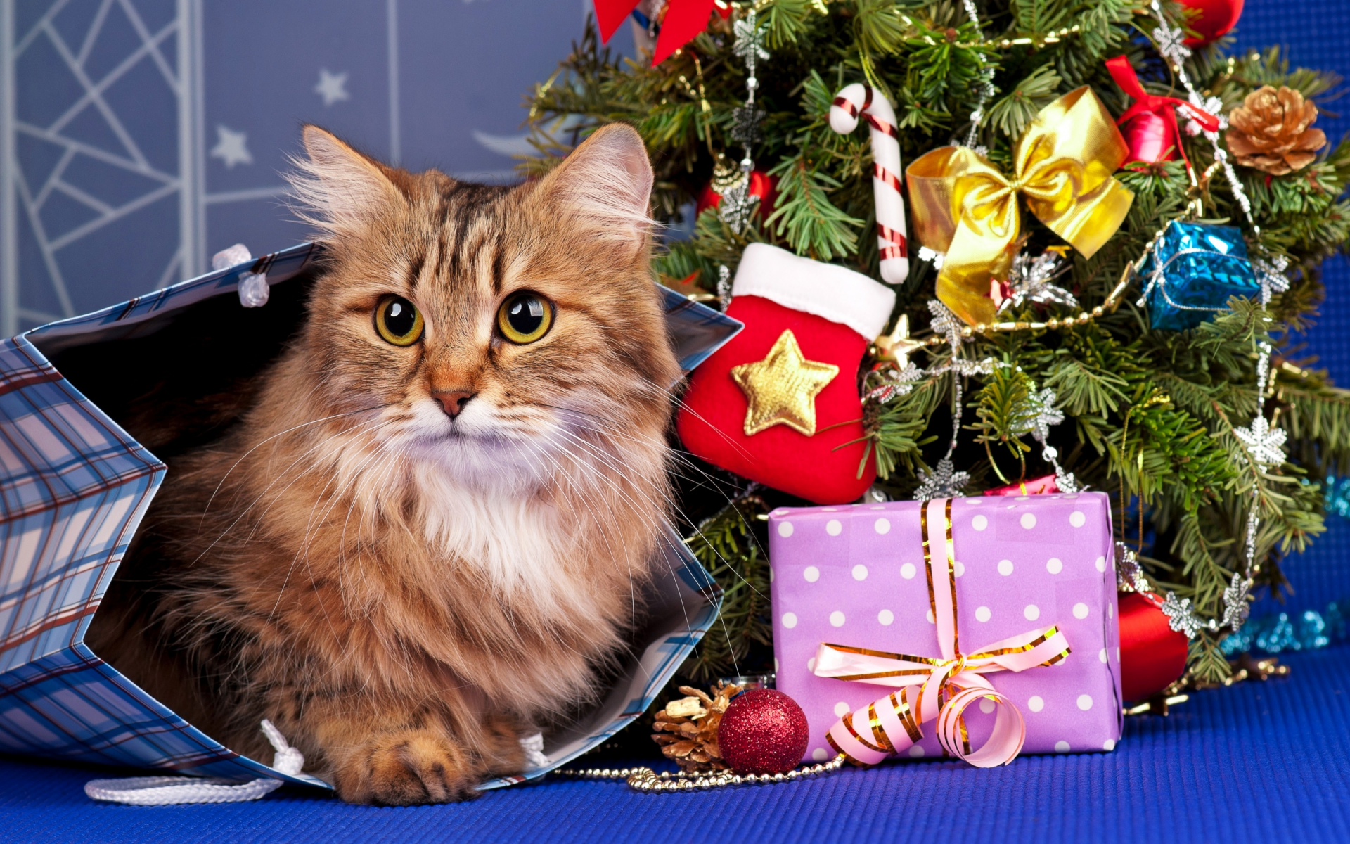 кошка, подарки, праздник, рыжая, игрушки, пакет, елка, новый год, кот