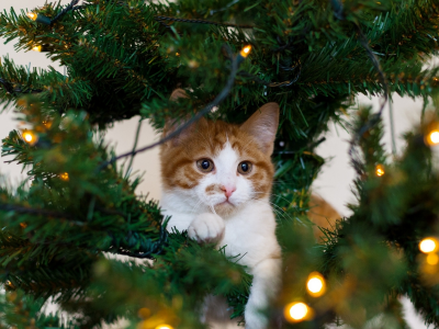 кошка, гирлянда, праздник, котёнок, белый, рыжий, елка, кот