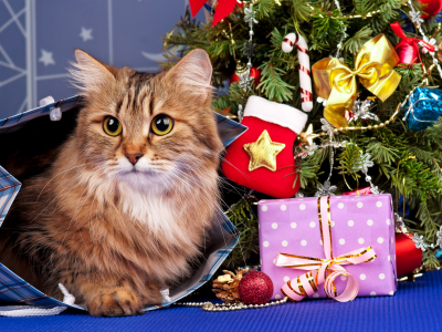 кошка, подарки, праздник, рыжая, игрушки, пакет, елка, новый год, кот