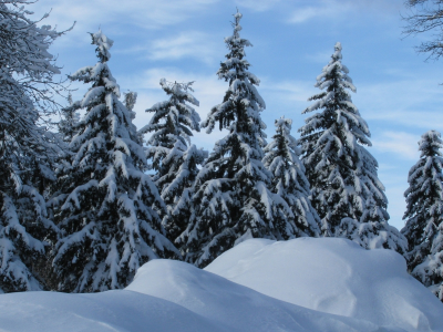 зима, елки, снег, сугробы, чистый воздух