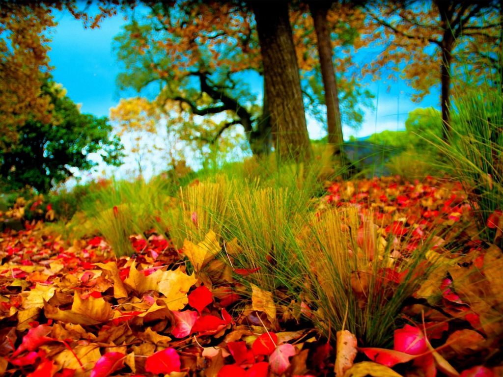 осень, листья, красота