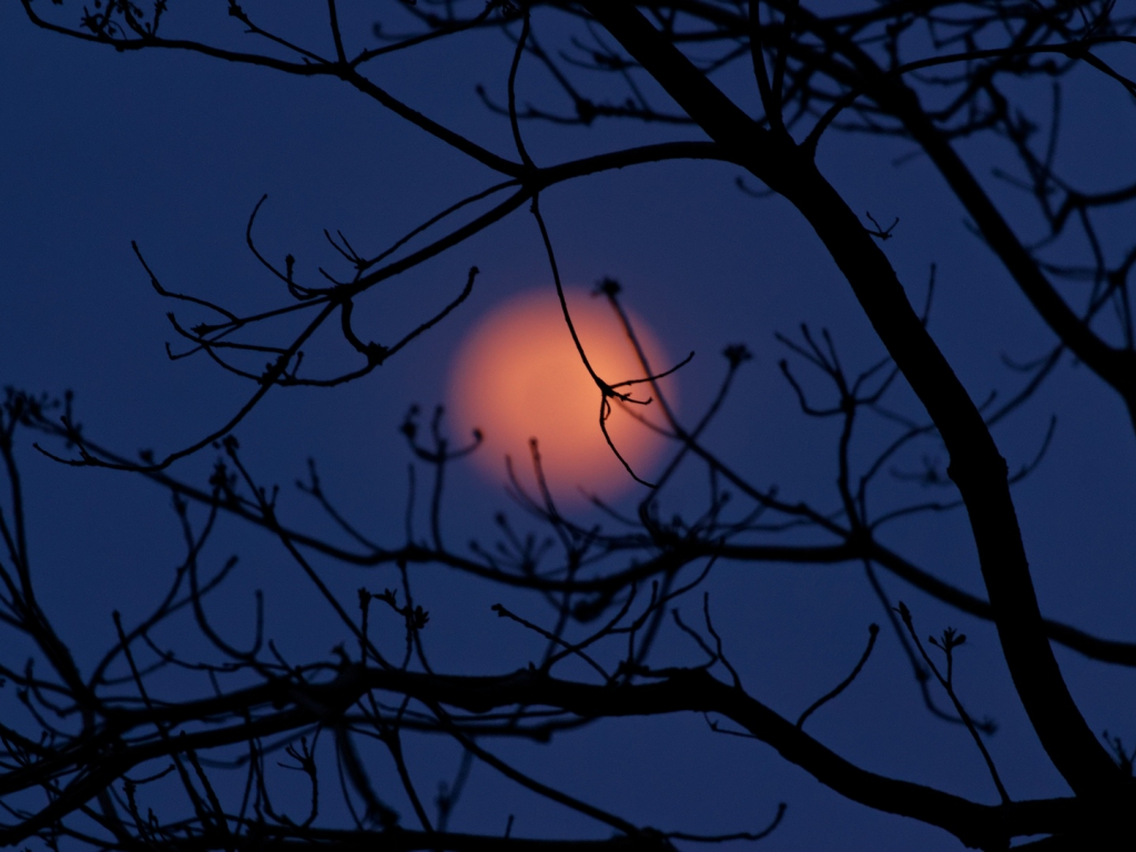 ночь, луна, дерево