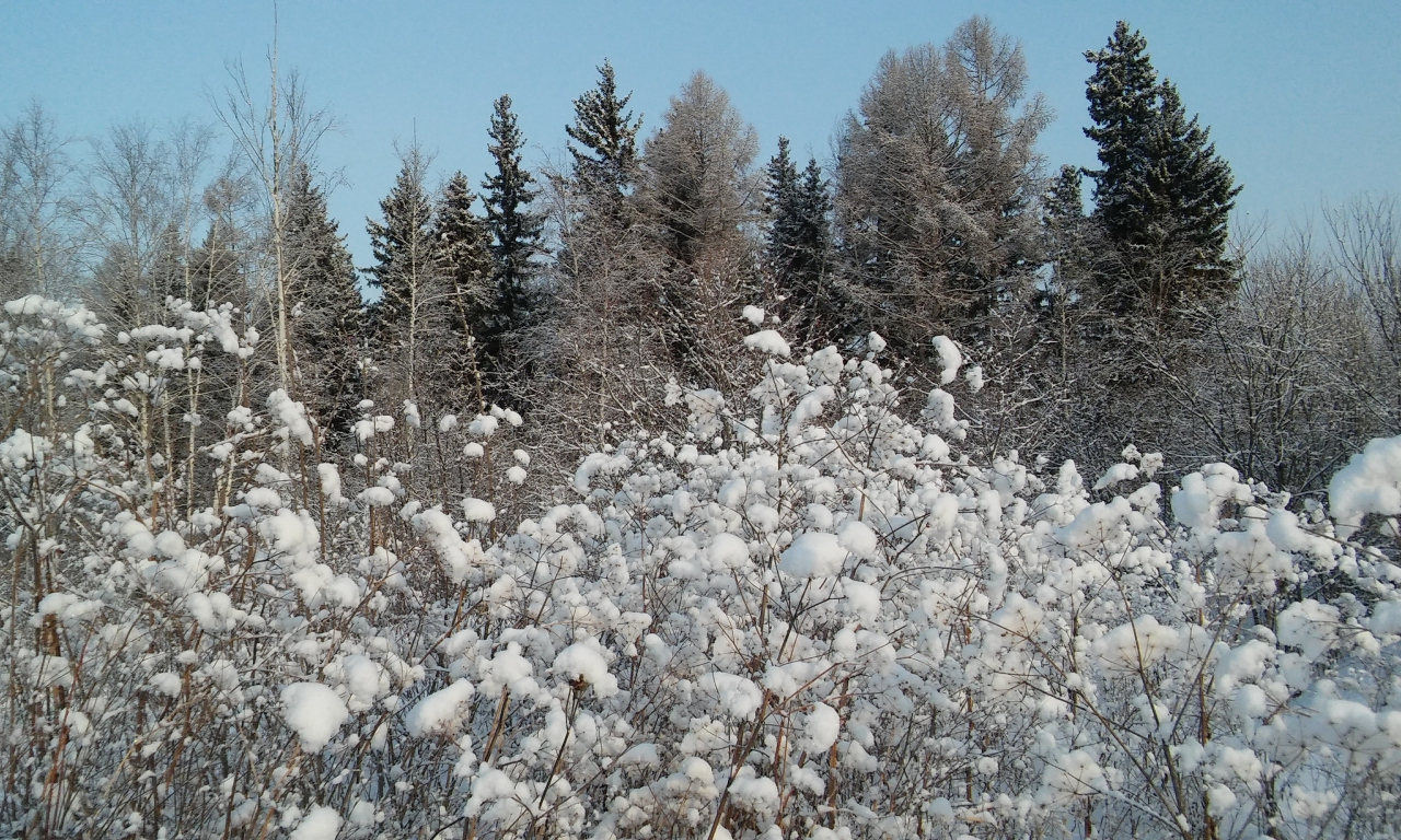 зима, кусты в пушистом снегу деревья небо