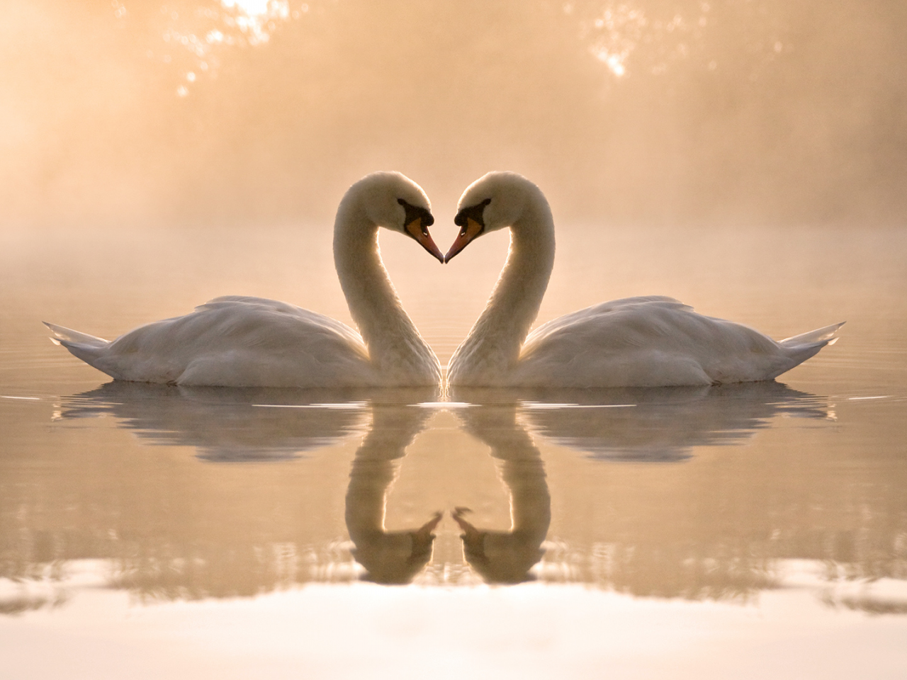 лебеди, озеро, любовь