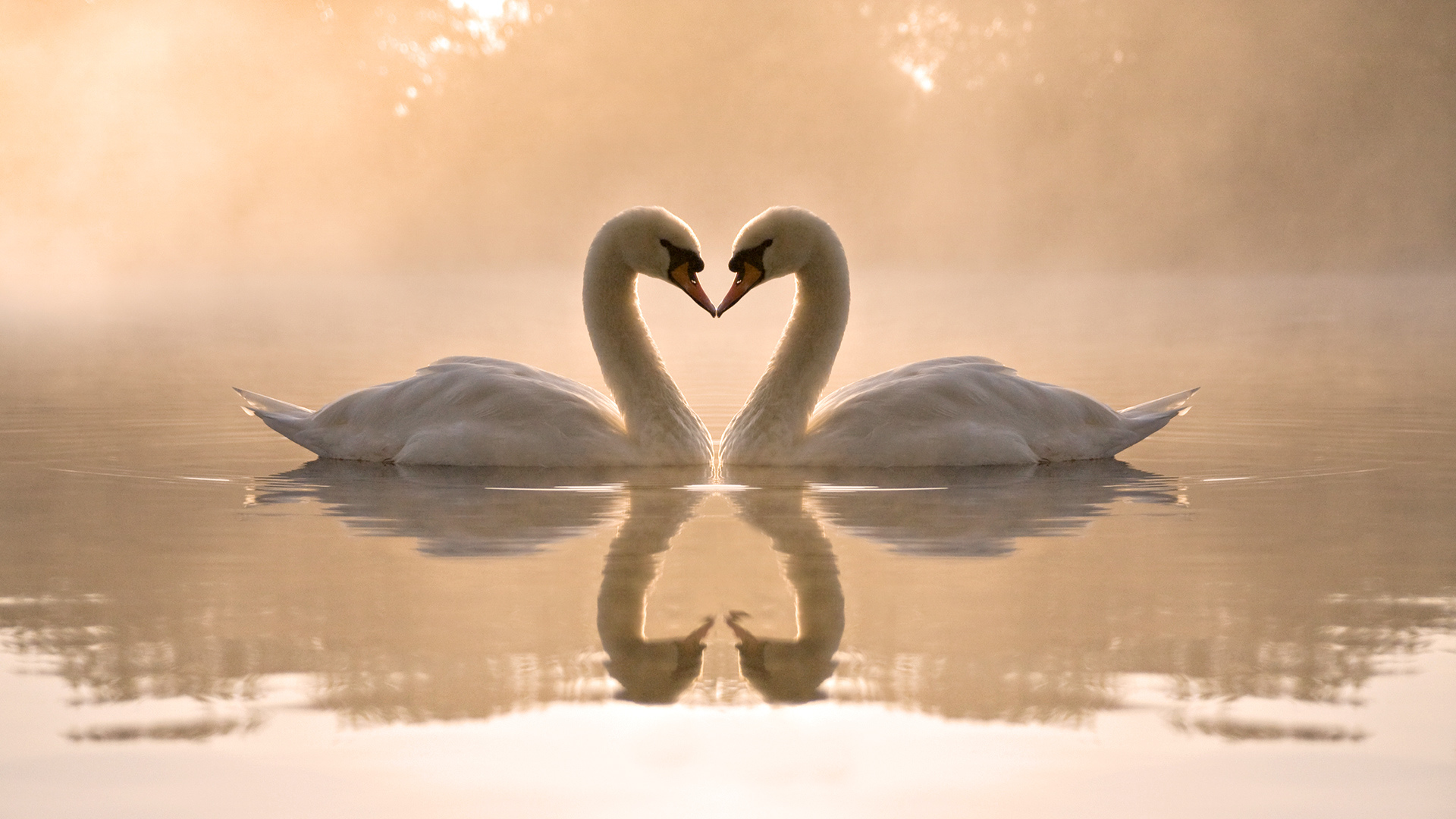 лебеди, озеро, любовь