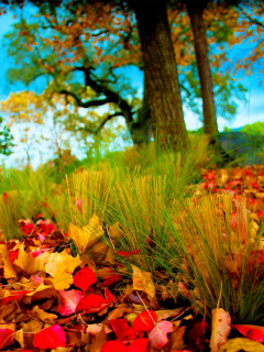 осень, листья, красота