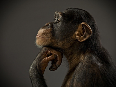 обезьяна, шимпанзе