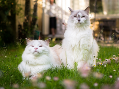 кошки, рэгдолл, двое, белый, трава