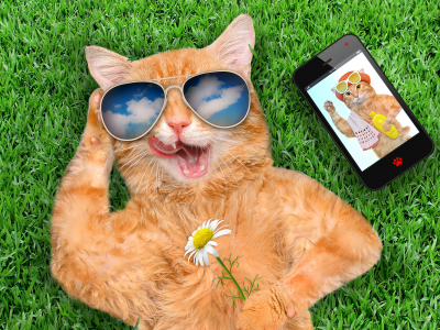 кошки, ромашки, рыжая, очки, смартфон, трава, юмор