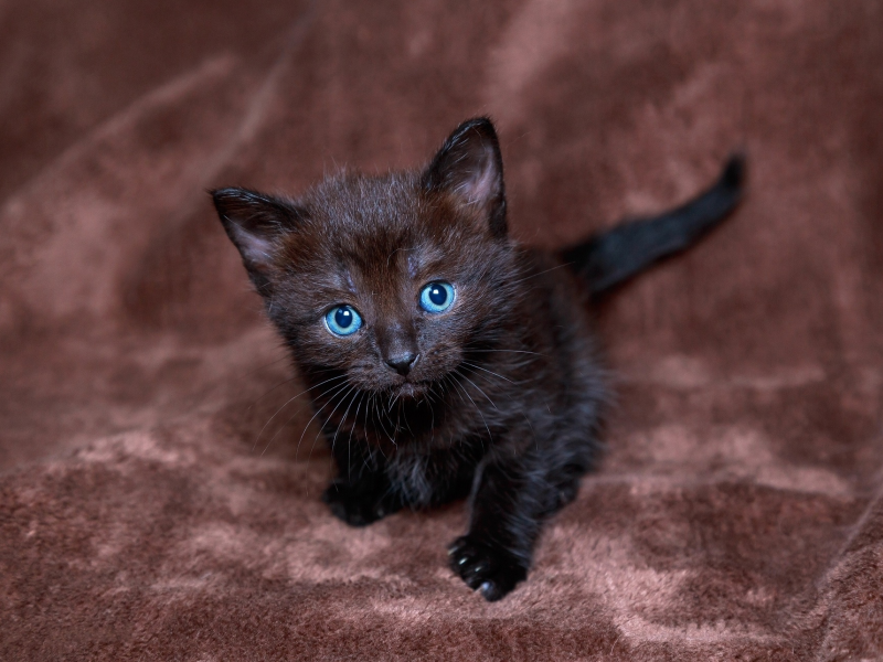 котенок, черный, голубоглазый, взгляд
