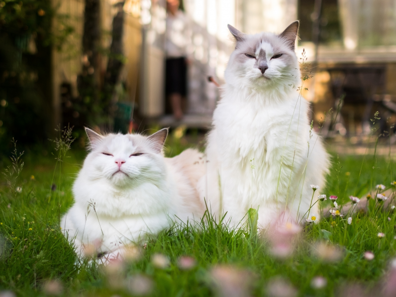кошки, рэгдолл, двое, белый, трава