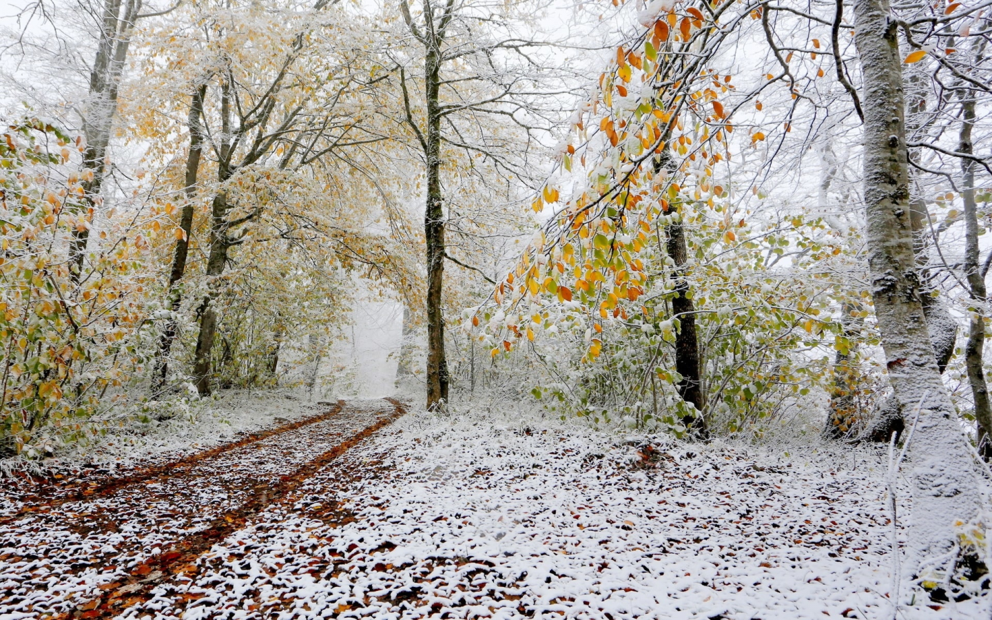 природа, дорожка, лес, снег, поздняя осень