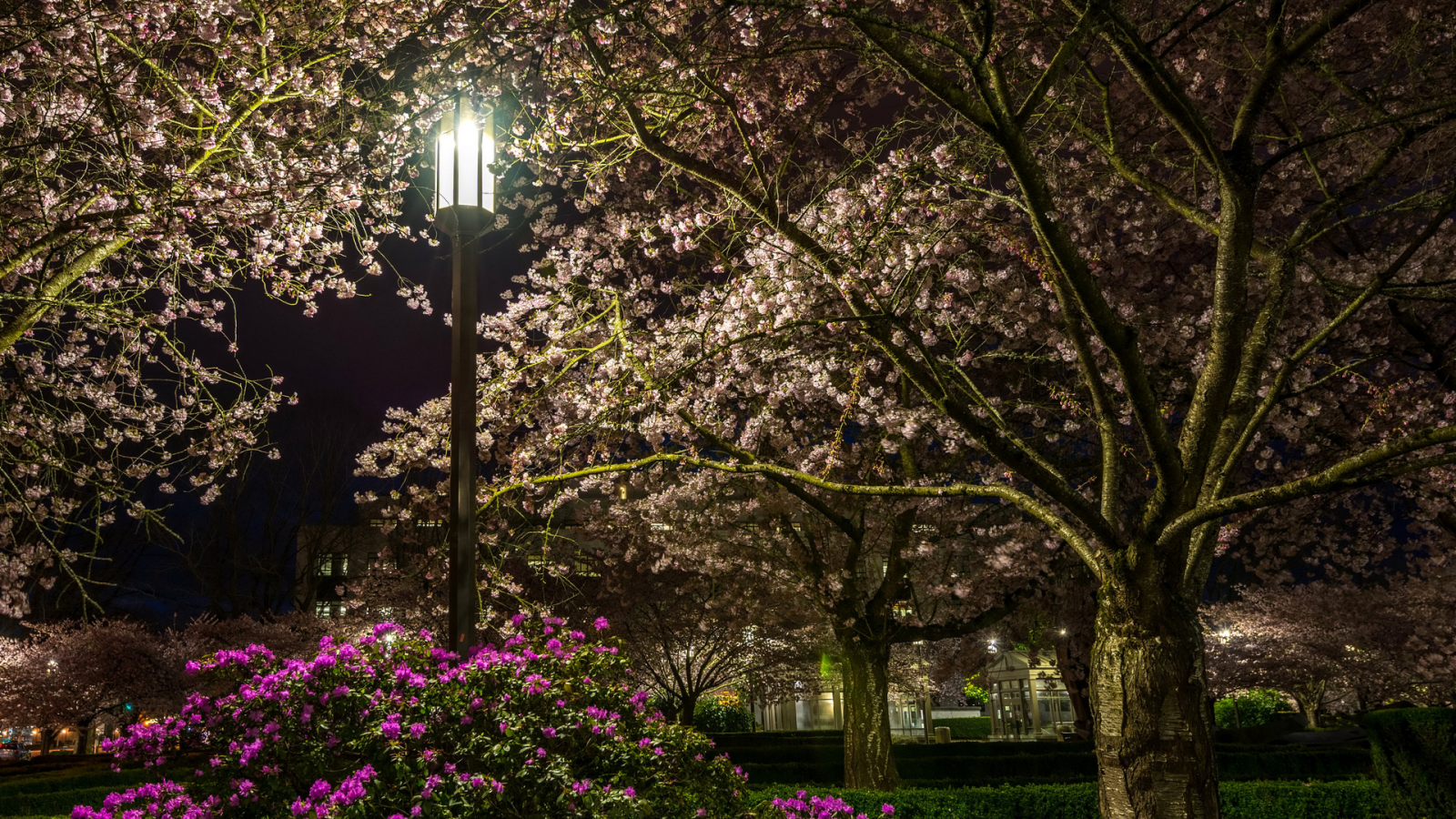 парки, цветущие деревья, рододендрон, ночь, уличные фонари, деревья, природа