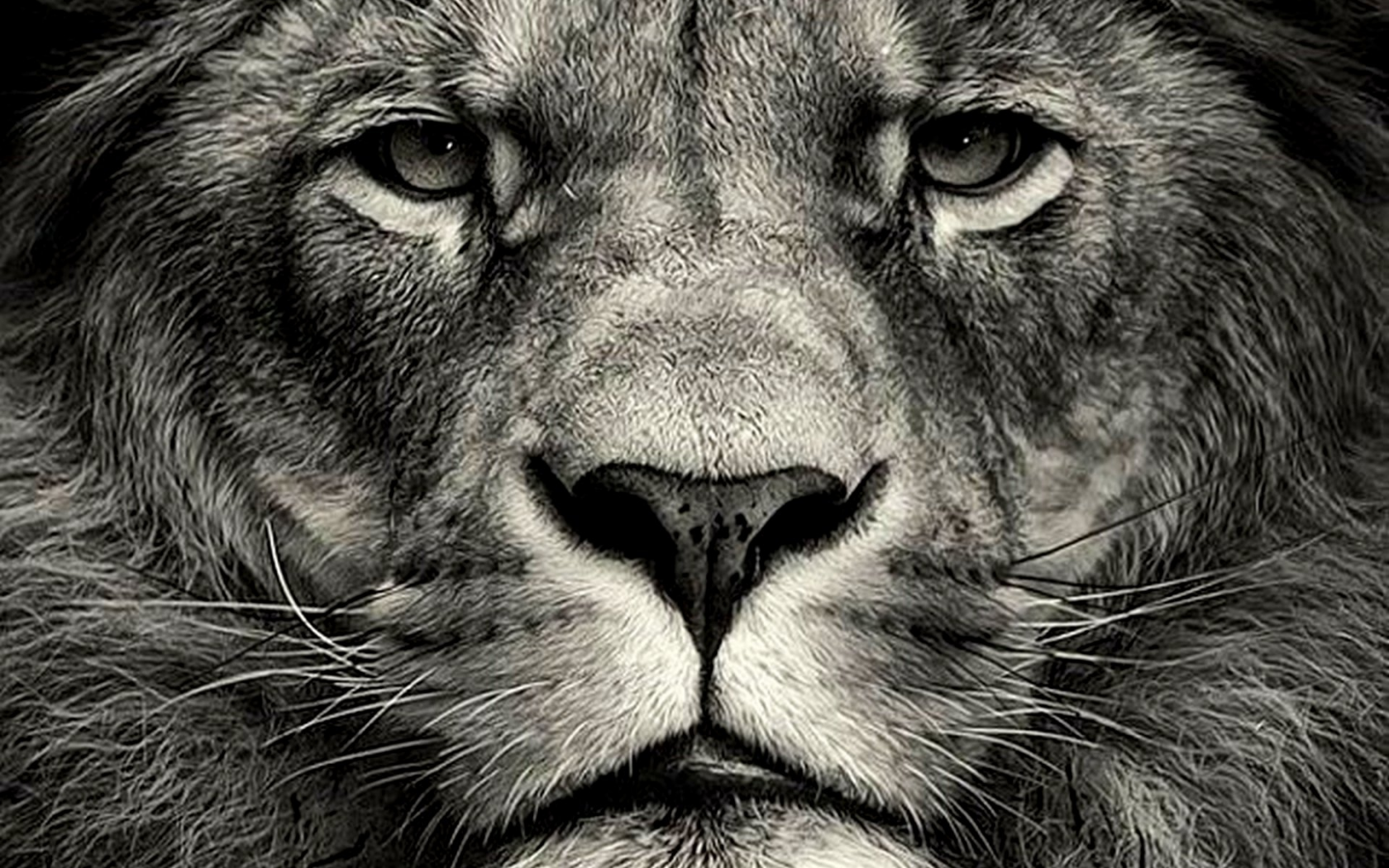 лев, царь зверей, мощь и сила