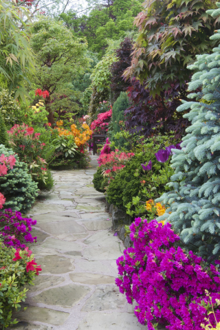 англия, сады, рододендрон, walsall garden, кусты, природа