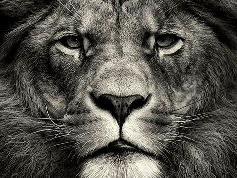 лев, царь зверей, мощь и сила