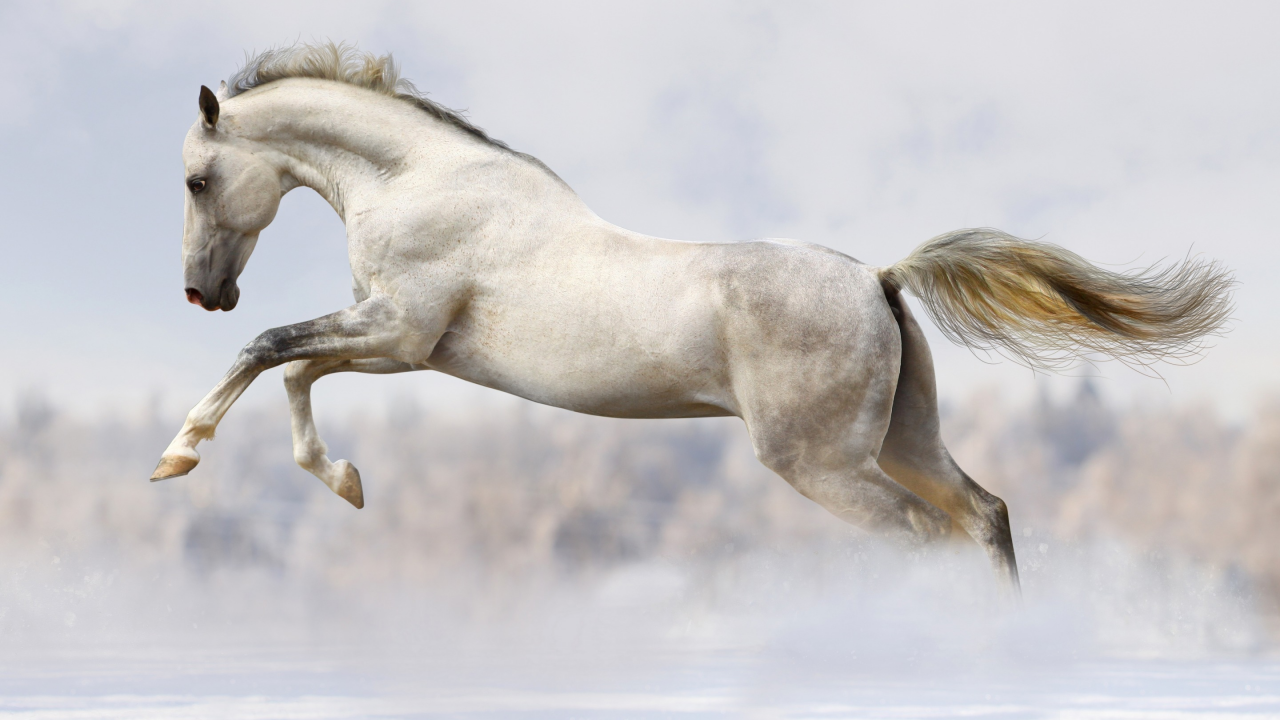 конь, снег, зима, белая, прыжок, боке, бег, лошадь