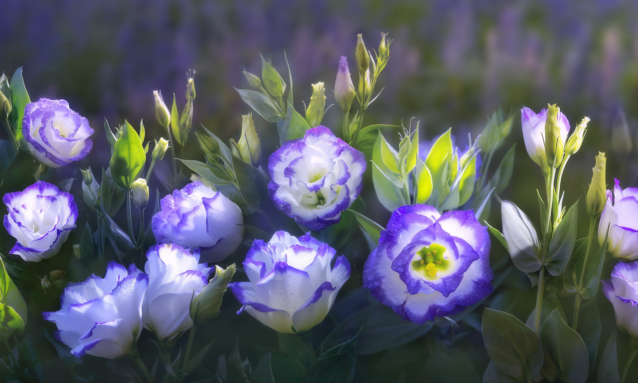 красивые, by duongquocdinh, цветы