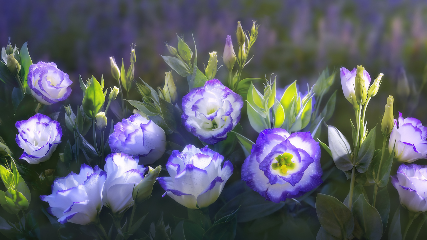 красивые, by duongquocdinh, цветы